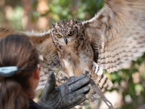 Salon des agricultures méditerranéennes à Villeveyrac : les fauconniers de Griffondor veulent faire « partager notre passion pour les oiseaux de proie »