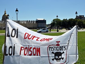 Loi Duplomb : on vous explique ce qu’est l’acétamipride, ce pesticide interdit depuis 2018 et en passe d’être réintroduit par le Sénat