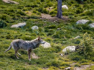 Un nouveau loup abattu en Lozère, sur le causse Méjean, dans la nuit du 19 au 20 juin