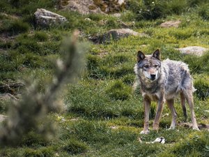 Un troisième loup tué sur le causse Méjean