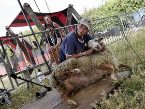 Salon des agricultures méditerranéennes à Villeveyrac : Aïcha, tondeuse de brebis passionnée