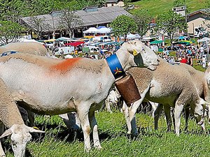 Sur l’Aigoual, drailles et chemins ancestraux remis à l’honneur par la transhumance