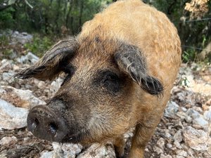 Salon des agricultures méditerranéennes à Villeveyrac : au pied du Pic Saint-Loup, Audrey Fraisse élève des Mangalitza, une race de cochons rare et au « goût d’exception »