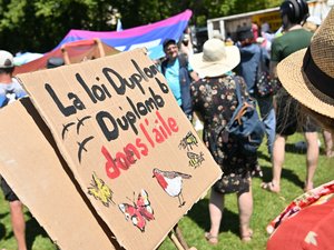 Loi Duplomb : compromis trouvé au Parlement avec le retour décrié du pesticide acétamipride interdit en France depuis 2018