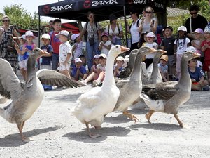 Salon des agricultures méditerranéennes à Villeveyrac : un soutien populaire précieux pour les producteurs