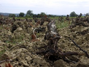 Arrachage de vignes : pour mieux lutter contre la flavescence dorée… les amendes passent de 150 000 à 1 500 euros