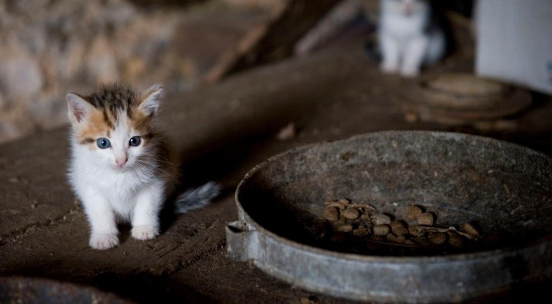 La stérilisation des chats, un acte de protection