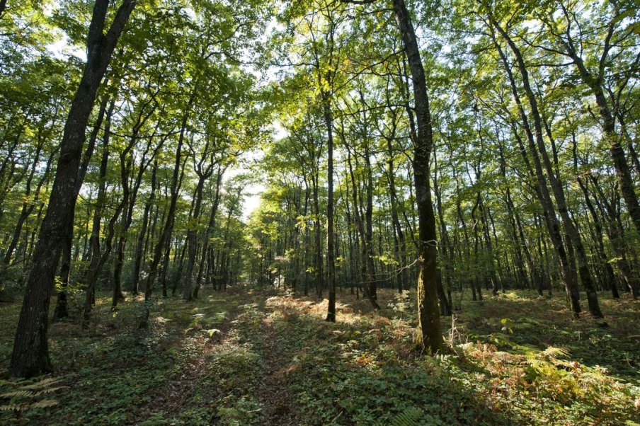 Graines et plants forestiers : conseils d’utilisation des ressources génétiques forestières