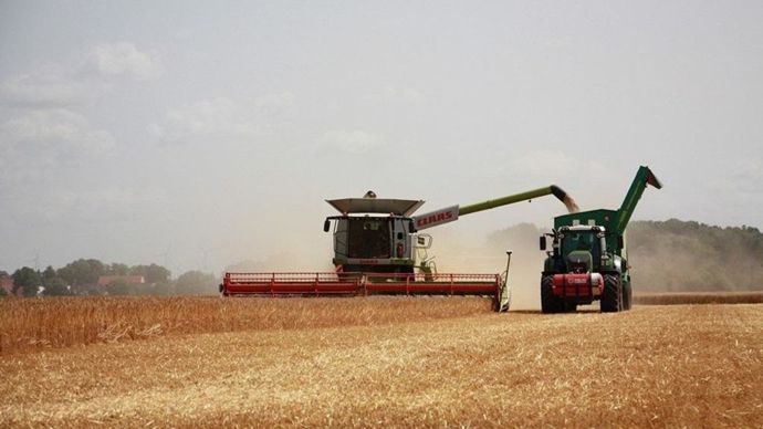 En pleine récolte, les prix des grains bougent peu