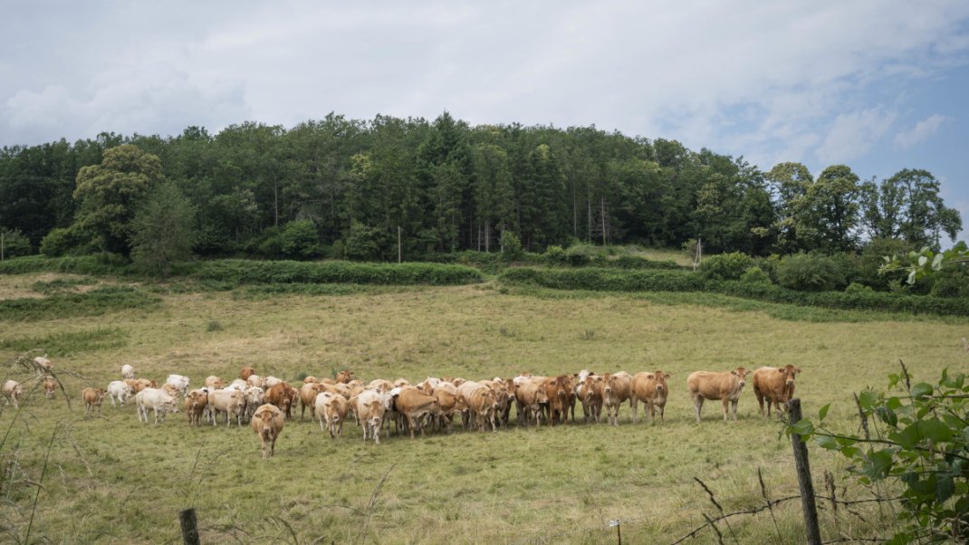 Dermatose nodulaire contagieuse des bovins (DNC) : foire aux questions