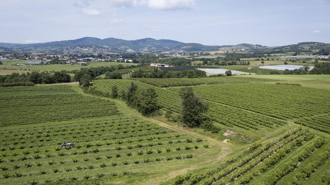 Plan de souveraineté de la filière fruits et légumes : 8 millions d’euros dédiés à la rénovation des vergers arboricoles pour 2025-2027
