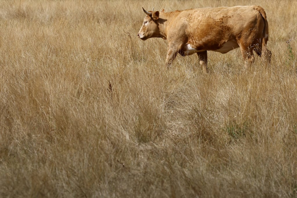 Epidémie de dermatose bovine : «Il faut taper le plus vite et le plus fort possible pour tarir la source du virus avant qu’il ne soit trop tard»