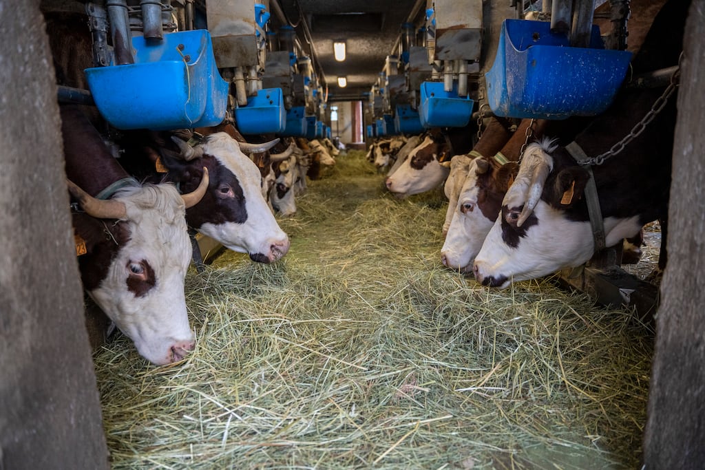 Epidémie de dermatose bovine : malgré la vaccination, «on a une épée de Damoclès au-dessus de la tête en permanence»