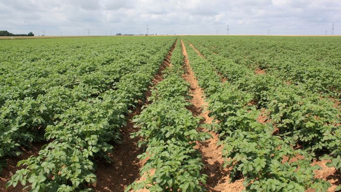 Pomme de terre : appliquer l’hydrazide maléique au bon moment