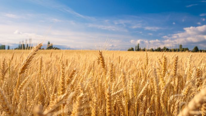 Entre soleil et dollar, relative stabilité des prix mondiaux des céréales