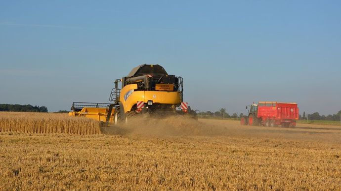 Vers une production céréalière mondiale record en 2025, selon la FAO