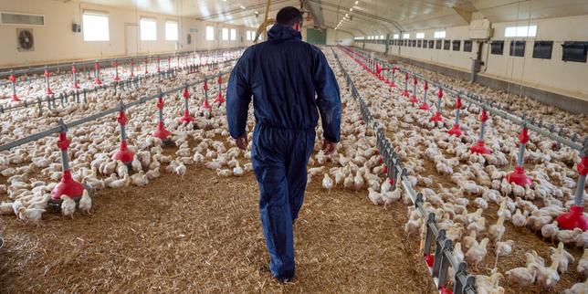 Condition animale : le groupe LDC, leader de la volaille française, s’engage pour améliorer le bien-être des poulets