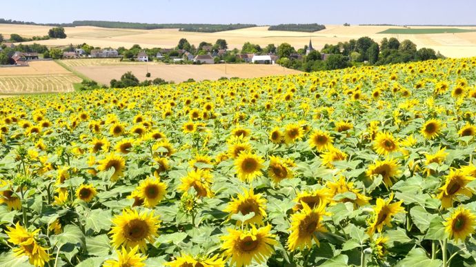 Fortes températures dès le mois de juin : quels risques pour le tournesol ?