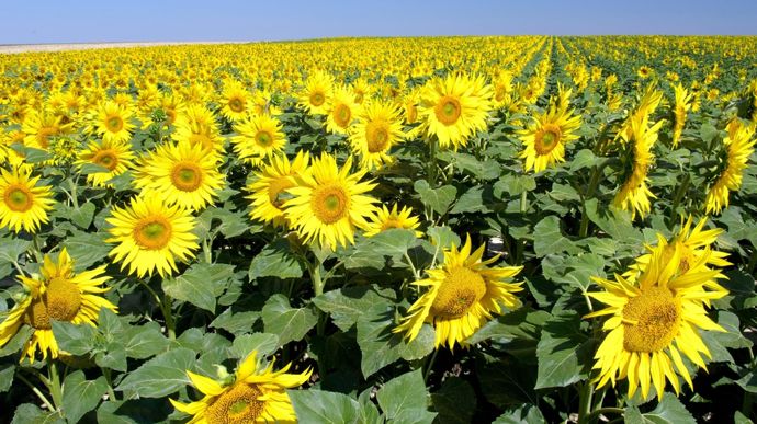 Mesurer l’indice foliaire du tournesol : un indicateur du potentiel de la culture