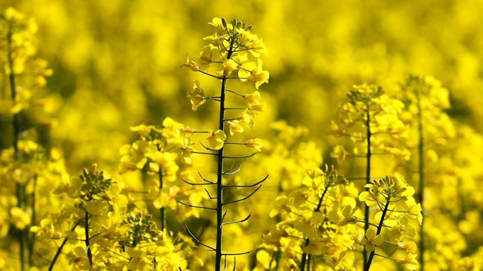 Les résultats des essais variétés de colza 2024/25