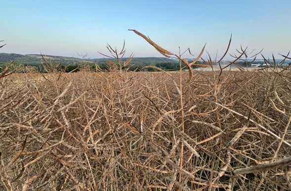Des rendements en colza au-dessus des 35 q/ha pour 60 % des agriculteurs