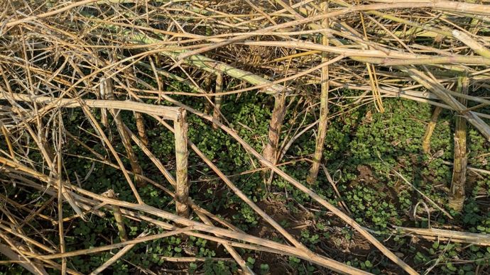 Gestion des repousses de colza grêlé : que faire (et ne pas faire) ?