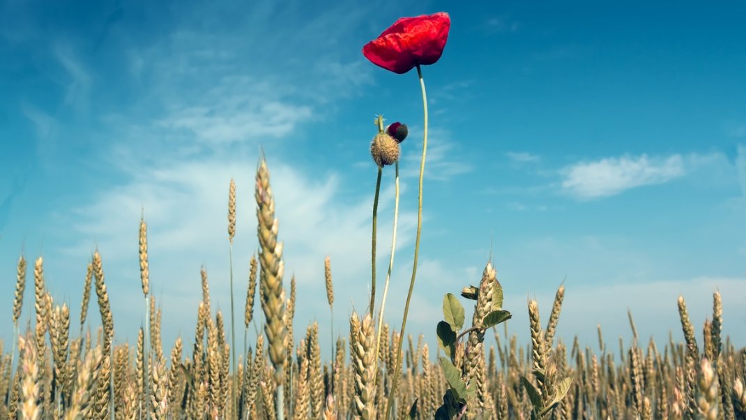 Écophyto 2030 : une stratégie et des actions pour réduire l’usage des produits phytopharmaceutiques
