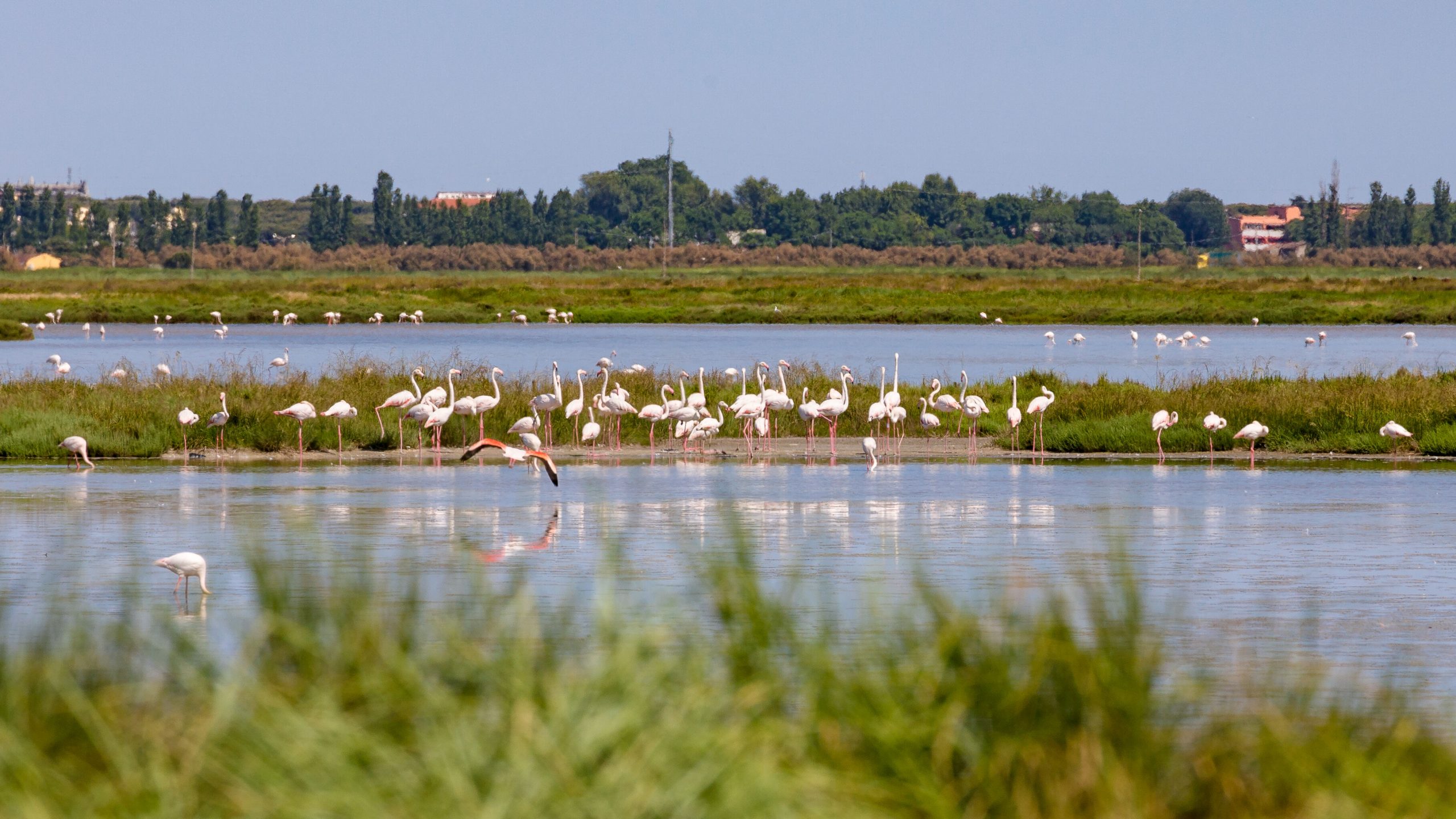 Dans le nord de l’Italie, une invasion de flamants roses ravage les cultures de riz à risotto