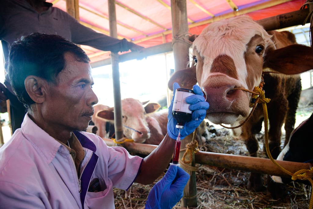 Epidémie de dermatose bovine : comment le reste du monde traite la maladie ?