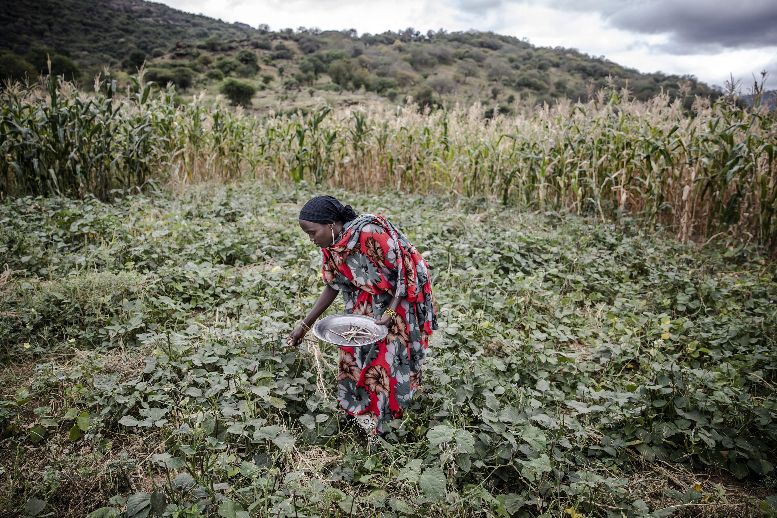 Nourrir l’humanité tout en polluant moins, c’est possible, selon l’ONU et l’OCDE