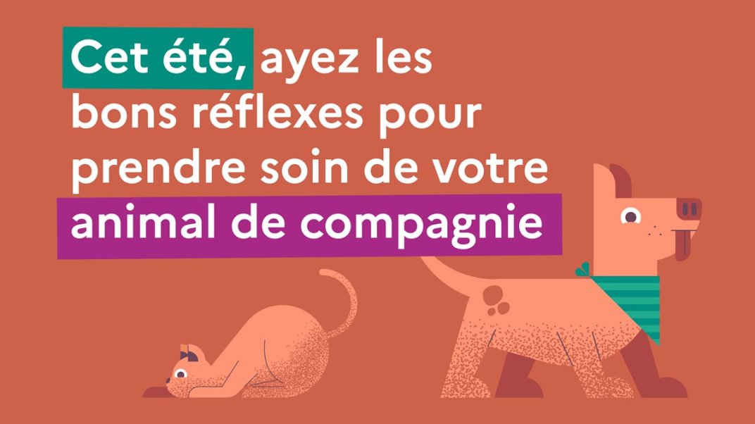 Guide pratique – Cet été, ayez les bons réflexes pour prendre soin de votre animal de compagnie