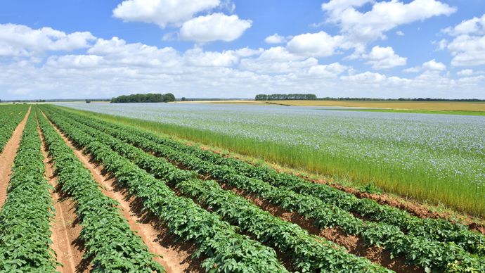 L’Anses durcit les conditions d’utilisation du cuivre en agriculture
