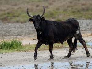 L’animal l’a chargé lors d’un contrôle : un agriculteur, accusé de maltraiter ses bêtes, grièvement blessé au thorax par un taureau