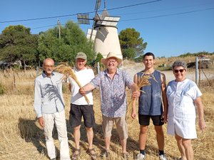 À Montbazin, la première récolte de blé va davantage faire pousser les ailes du Moulin de Juffet