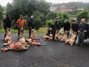 Ils euthanasient des bêtes blessés en plein village : le coup de gueule d’éleveurs face à la prédation lupine