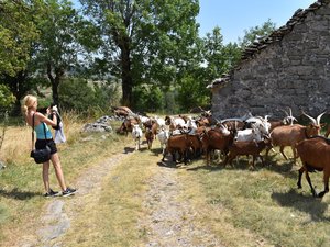 Châtaignes, miel, chèvres ou encore plantes médicinales : des fermes ouvrent leurs portes aux visiteurs