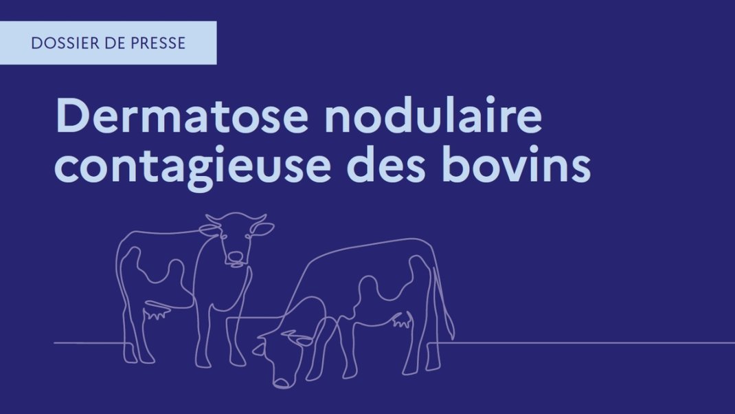 Dossier de presse – Dermatose nodulaire contagieuse des bovins