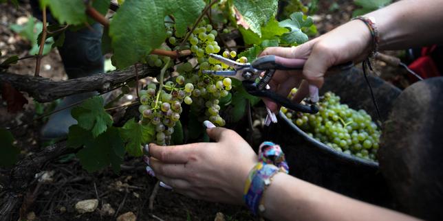 En Champagne, les droits de douane américains gâchent les vendanges