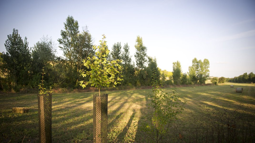 Lancement d’un nouvel appel à projets pour soutenir la filière graines et plants
