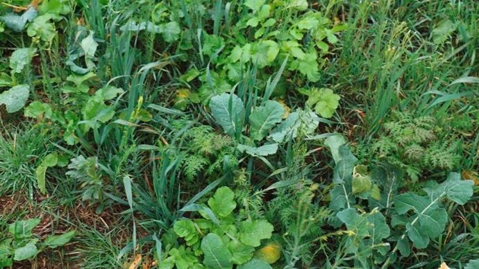 Des couverts longs et diversifiés : un levier efficace pour stocker du carbone