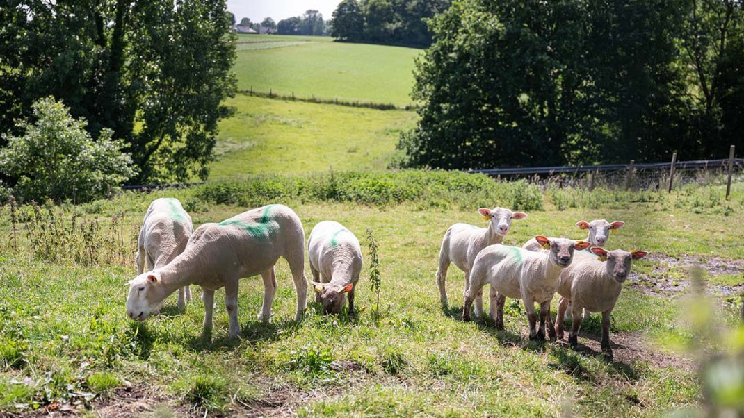 Fièvre catarrhale ovine (FCO) : face à l’augmentation des foyers, l’État maintient son engagement et appelle à la vaccination