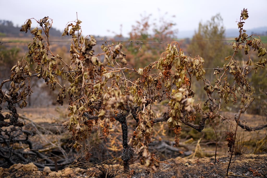 Arrachage des vignes ou retour du pastoralisme : après l’incendie de l’Aude, les vignerons cherchent la solution