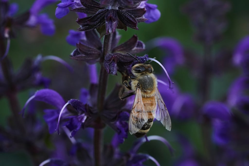 Effondrement des abeilles : les pollens artificiels, un maigre palliatif en plein développement