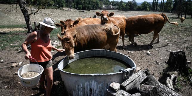Canicule : dans le Sud-Ouest, la vive inquiétude des agriculteurs