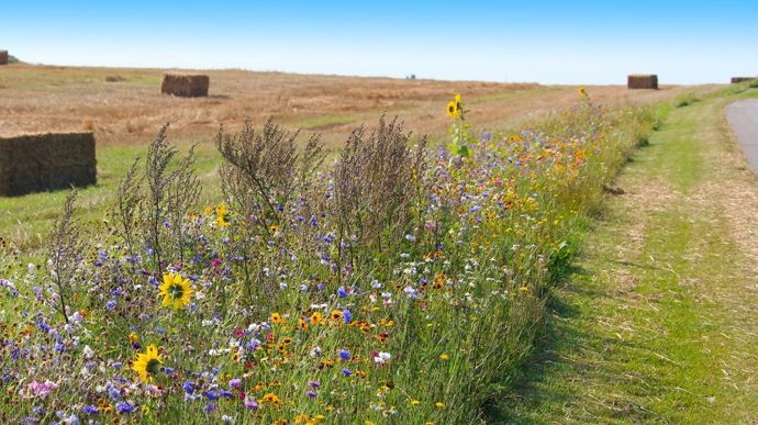 Quelles implications environnementales de la proposition de l’UE pour la Pac ?