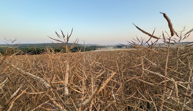 Campagne 2024-25 : « un bilan très satisfaisant pour le colza »