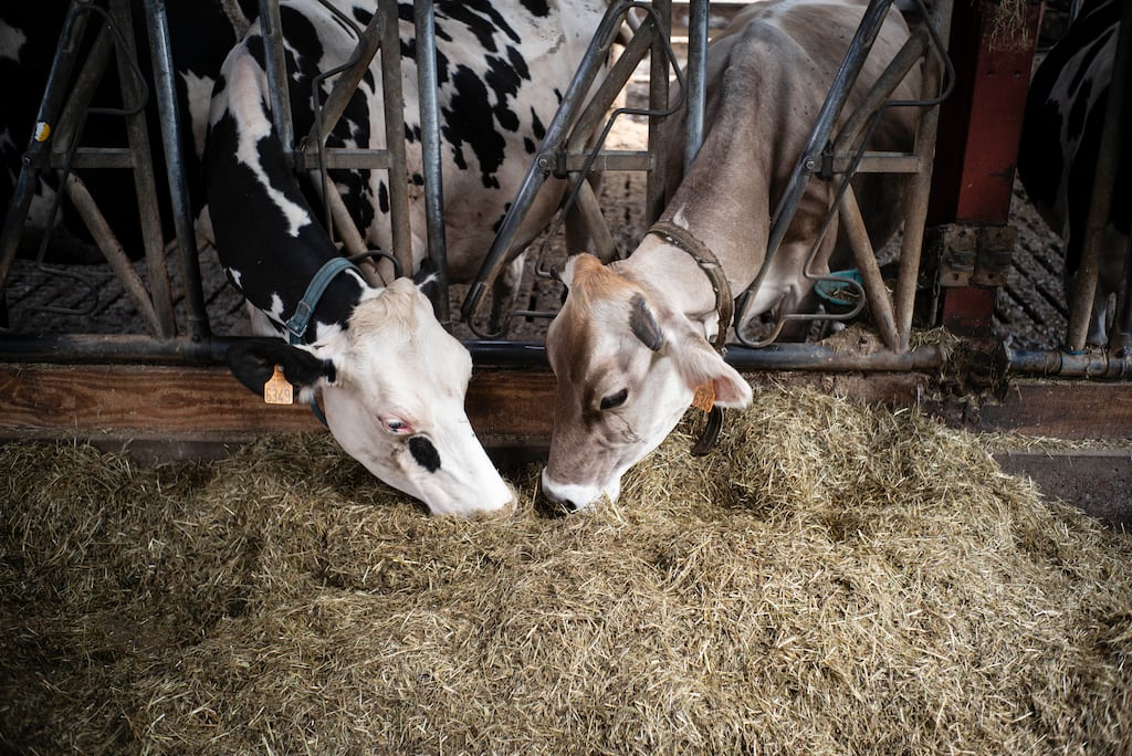 Herbe jaune, lait en baisse, caves clairsemées : dans le Cantal, la sécheresse met à mal la production de salers