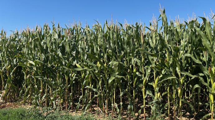 Récolte 2025 : les premières estimations de rendements en maïs grain par département