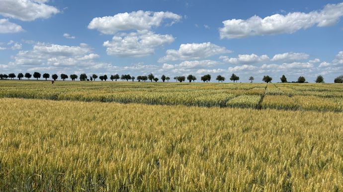 Les variétés de céréales à paille les plus cultivées en 2025