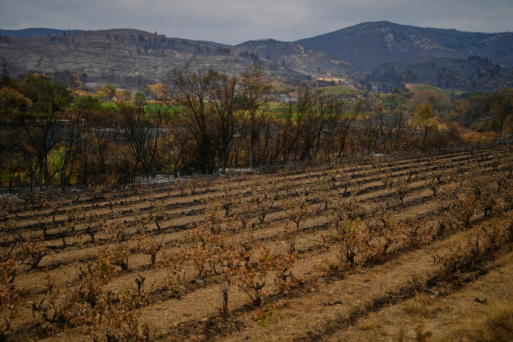 Incendie dans l’Aude : la ministre de l’Agriculture annonce un fonds d’urgence pour les viticulteurs touchés